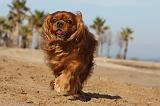 CAVALIER KING CHARLES 484
